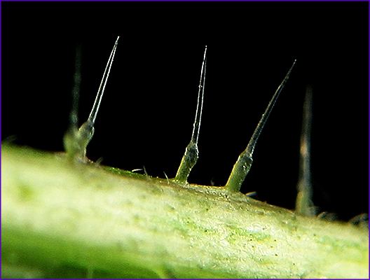 Кремниевые жгучие волоски крапивы
